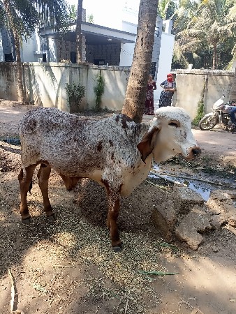 थंबनेल 3