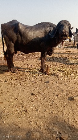 थंबनेल 3