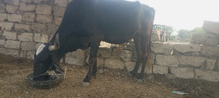 gay gir karos vesvani se