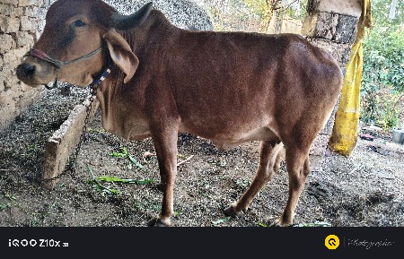 થંબનેલ 3