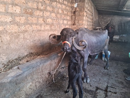 थंबनेल 3