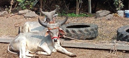 ગોંઢલા વેચવાના છે