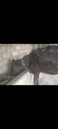 જરસી વાસડી વેસવાની સે