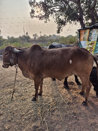 ગાય