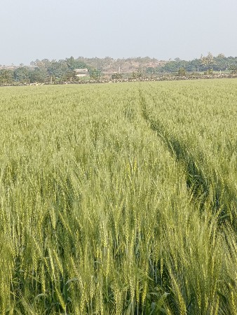 ૧૬ વીધા જમીન વેચવાની છે.