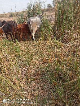 थंबनेल 2