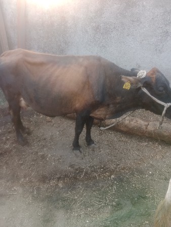 જર્સી ગાય વેચવાની