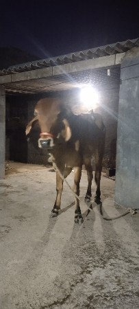 ઓરિજિનલ ગીર