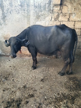 વેસ્વા ની સે