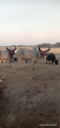 थंबनेल 2