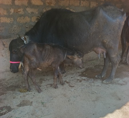 थंबनेल 5