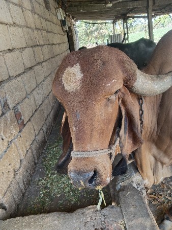 ગાય વેચવાની છે
