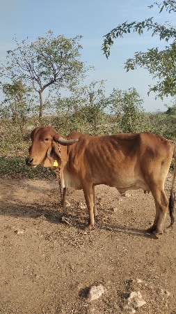 थंबनेल 3