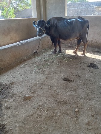 थंबनेल 4