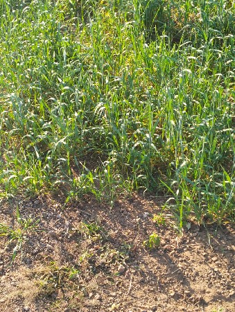 લીલી જુવાર 8 વીઘા ની