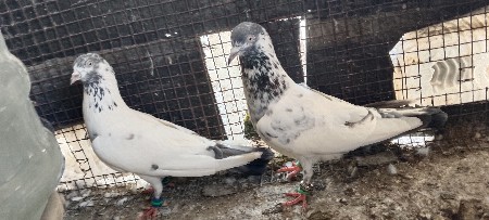 સારણપુરી જોડ