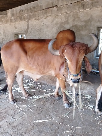 થંબનેલ 2