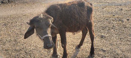 પાડો વેચવાનો છે