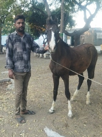 Agora which anuchchhed balbham re