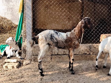 બચલી દેવાની છે