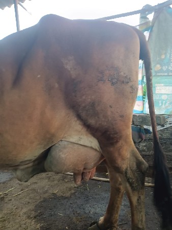 વેચવાની