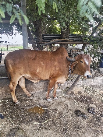 હોળકી વેચવાની છે