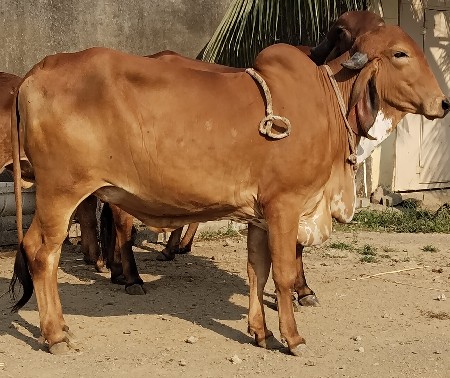 ગીર ગાય વેચવાની છે