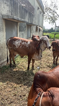 ગીર ગાય વેચવાની છે.