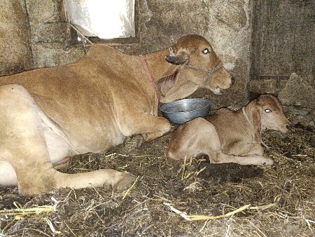 ગાય વેચવાની છે