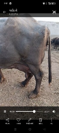 થંબનેલ 3