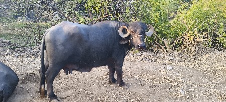 થંબનેલ 2