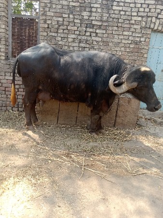 અસલ જાફરાબાદી(ટોપલી) ભેંસ