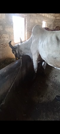 લિલરી ગાય વેચવાની સે