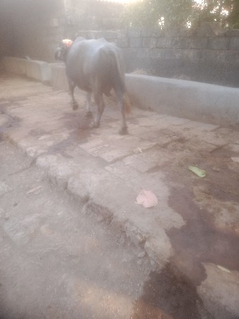 ભેસ વેસવાની છે