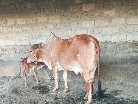 ગાય વેચવાની છે
