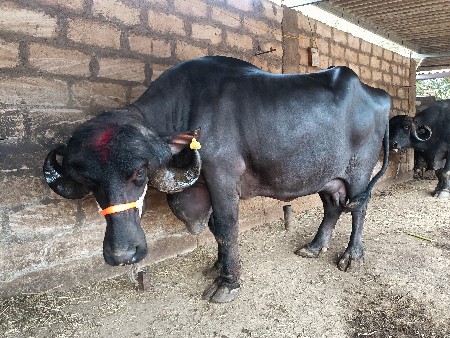 थंबनेल 2