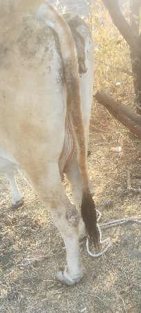 દેશી ગાય વેચવાની છે