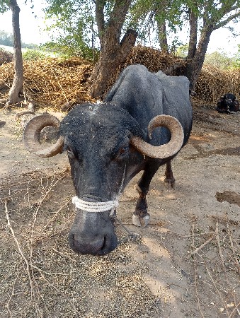 थंबनेल 3