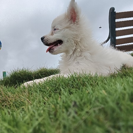 pomeriyan male joye che