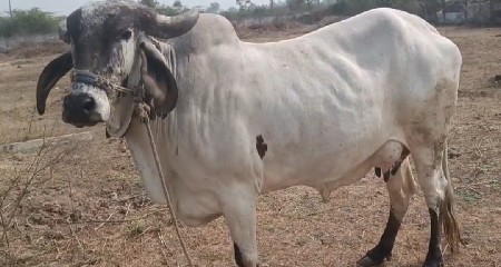 थंबनेल 2