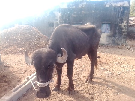 थंबनेल 2