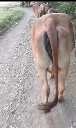 थंबनेल 2