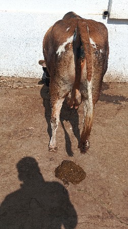 ગાય વેચવાની છે