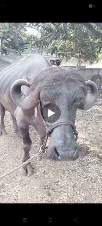 જાફરાબાદી ટોપલી ખડાય છે