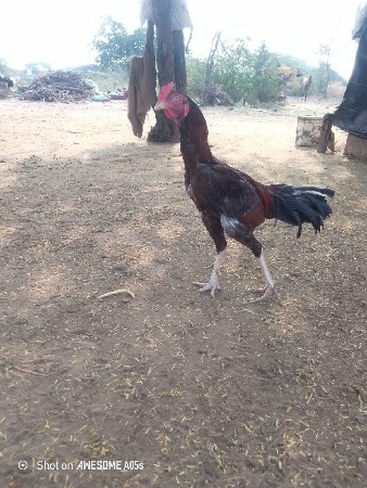 લતીફ. ભાઇ