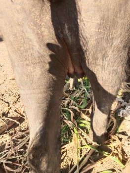 પેલું વેતર ખડેલી વેચવા ની છે