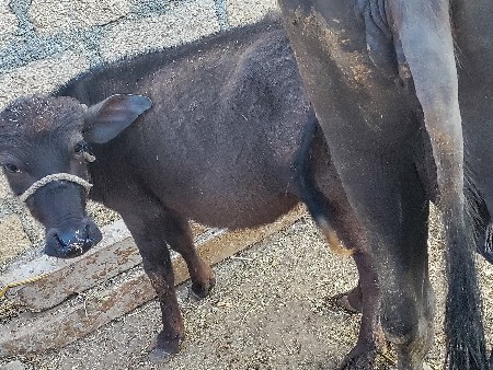 આ નંબર માં ફોન કરો 9879899668