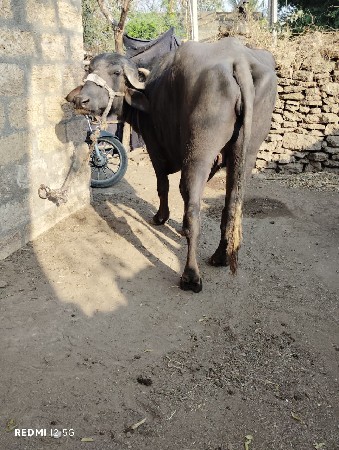 थंबनेल 2