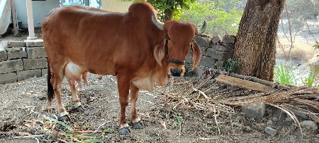 थंबनेल 3