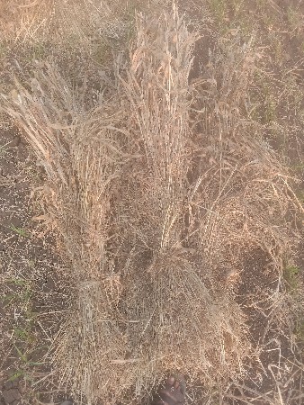 જુવારની ચાર વેચવાની છે